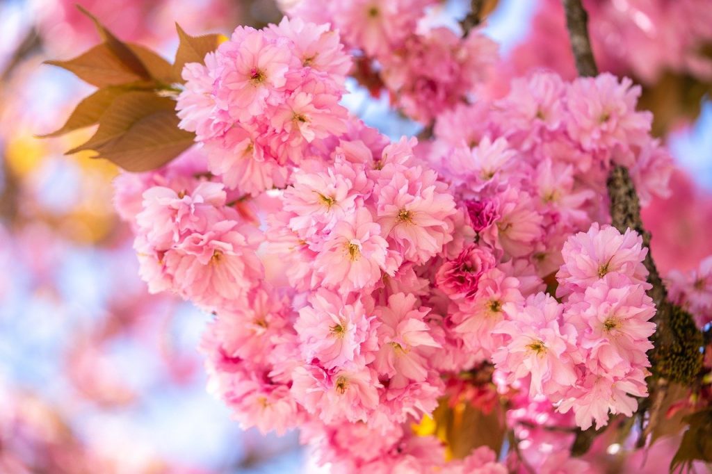 cherry blossoms, sakura, japanese cherry-7777032.jpg